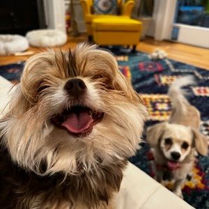 Meet your Posher, Alex